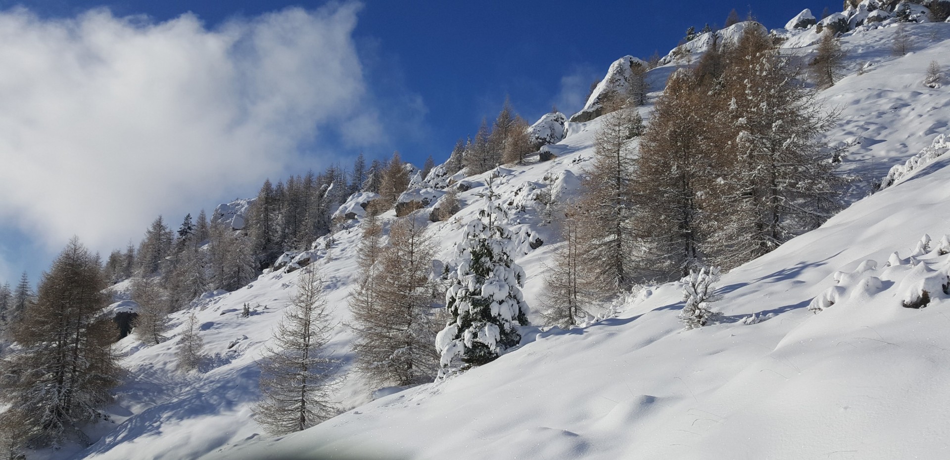 LE CHAMP DES CIMES