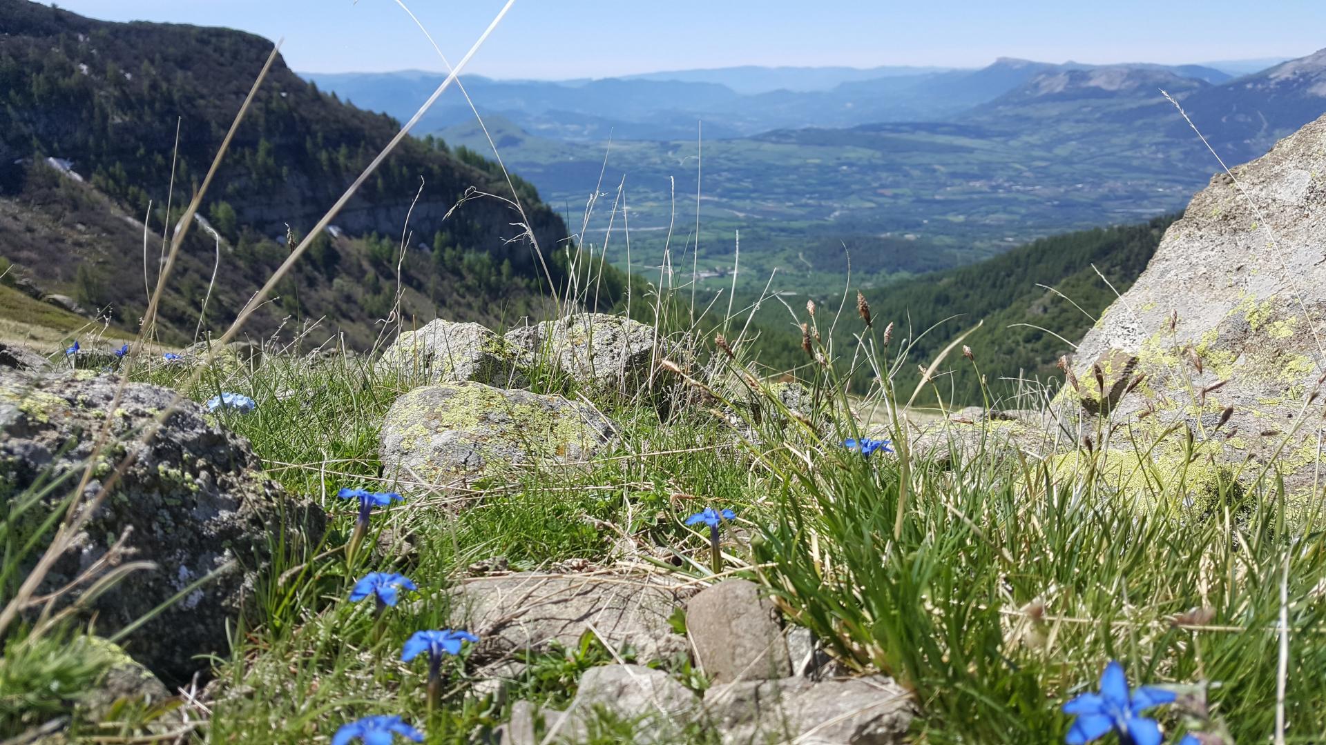 Le Champ des cimes