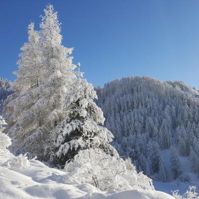 Hiver au Champ des Cimes